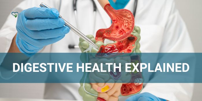 Digestive Health Explained